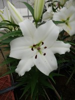 [4582 VH58 No02.JPG]